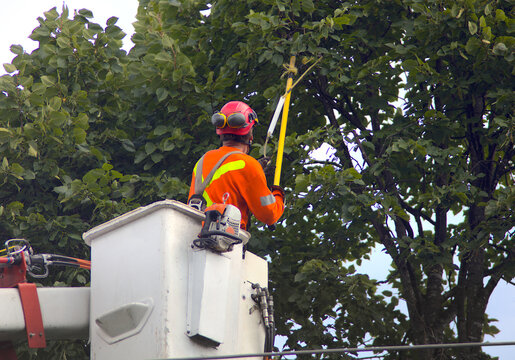 Tree service Top Service